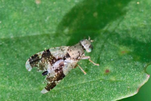 Réf. 233 743 : Tephritis formosa